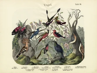 Oiseaux, vers 1860